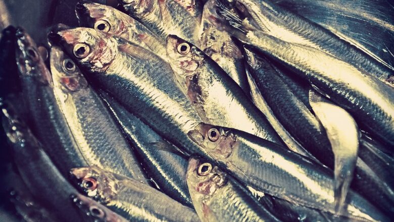 Gdzie zakupić ryby do spożycia oraz które ryby są najsmaczniejsze?