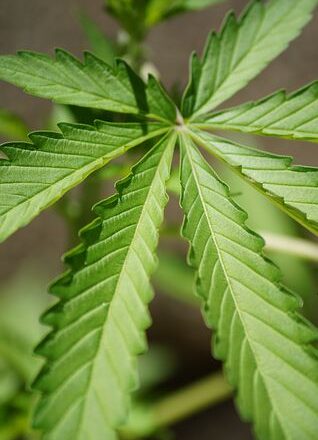 Pestki konopi od popularnych światowych marek: PanPestka.pl