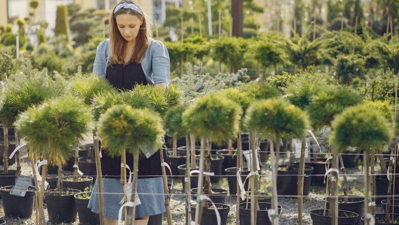 Czy warto projekt ogrodu wykonać w profesjonalnej firmie