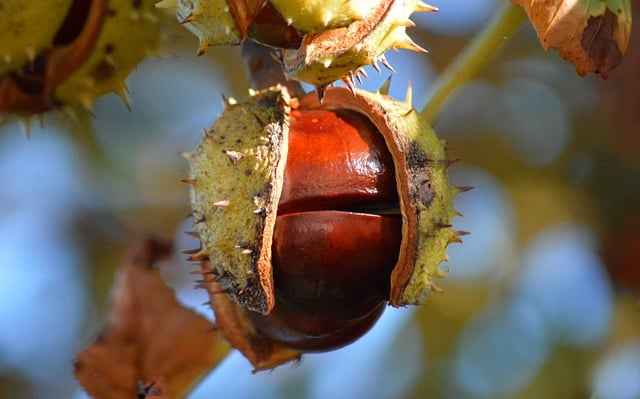 Jesienne wskazówki dla kempingowiczów – ciepło, bezpieczeństwo i wygoda
